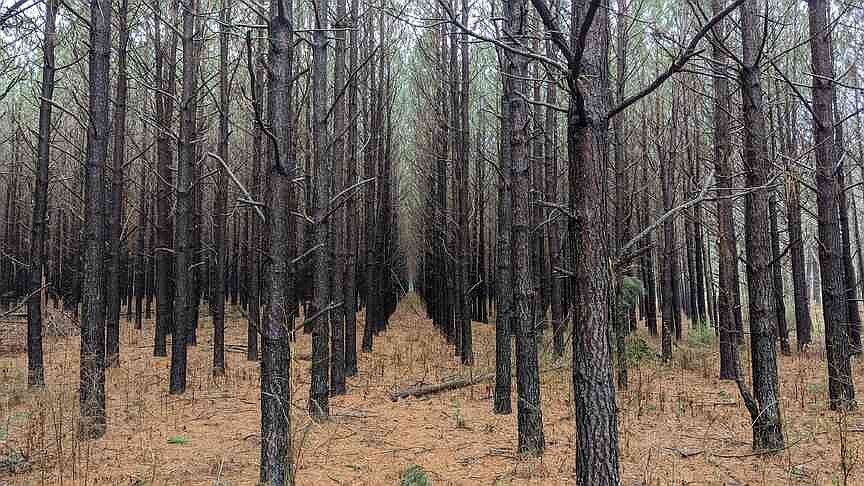 Arkansas’ forestry industry under strain from trade disputes, decreased demand