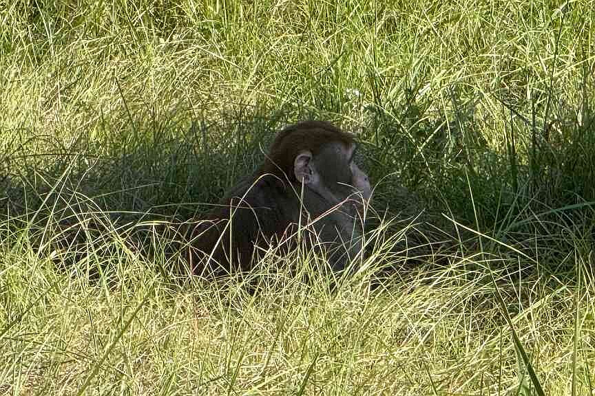 Mississippi woman kills escaped monkey fearing for children’s safety