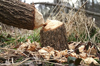 Beavers Using Trees How to safeguard your trees from being felled by busy beavers ...