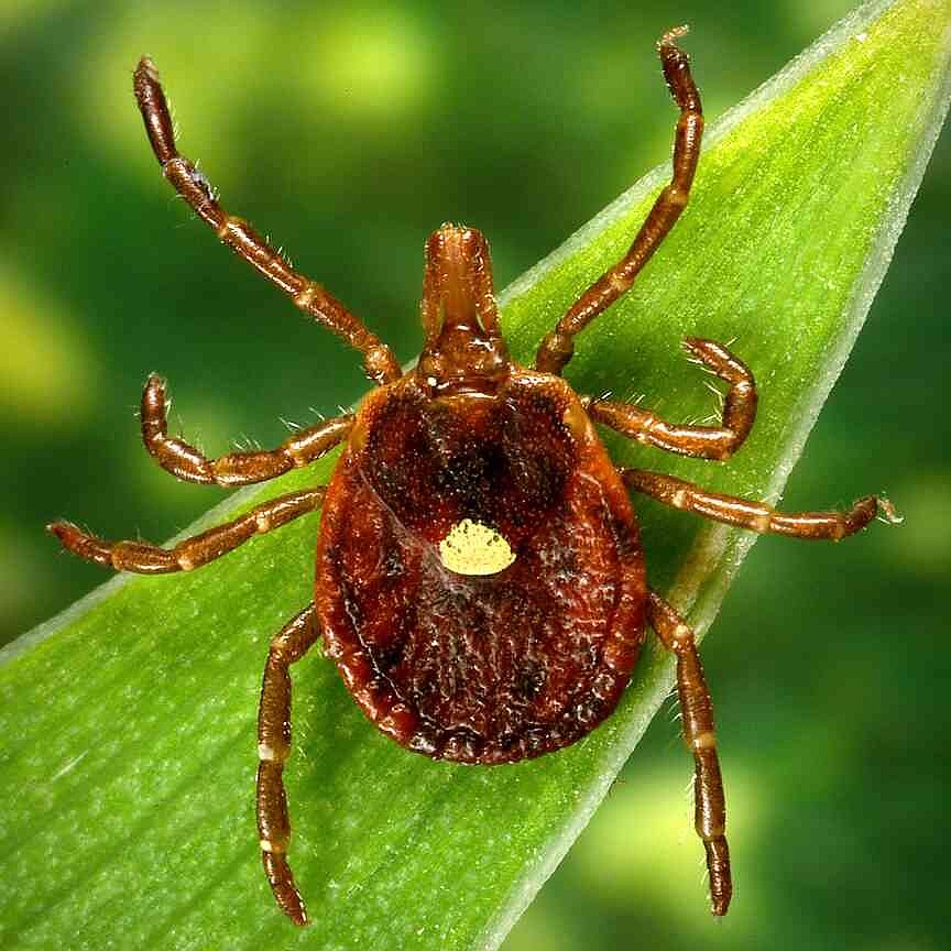 特定のダニに関連した肉アレルギーによる死亡例を科学者が記録