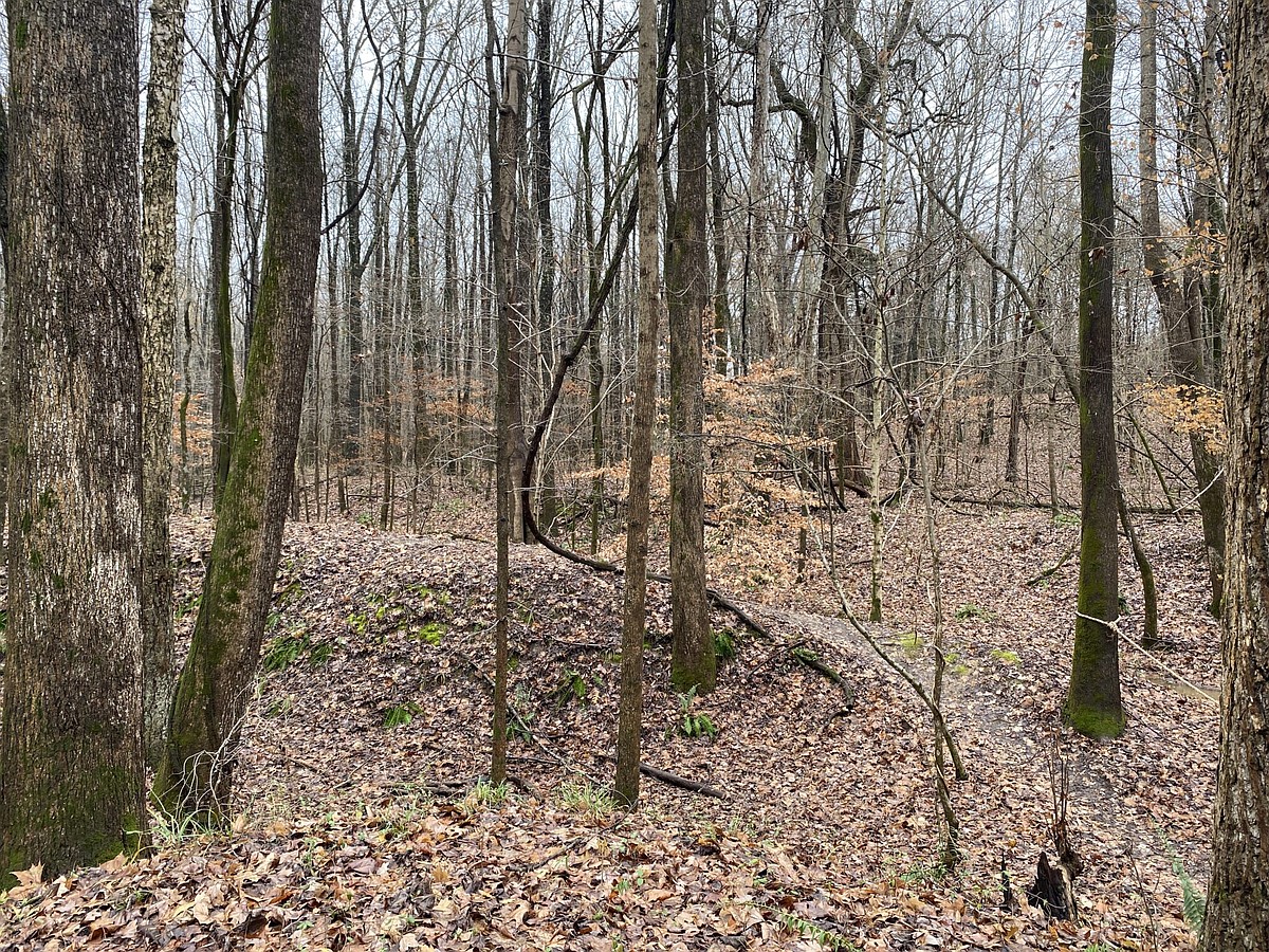 Tennessee hardwood companies join industry plea for federal relief from tariff hardships