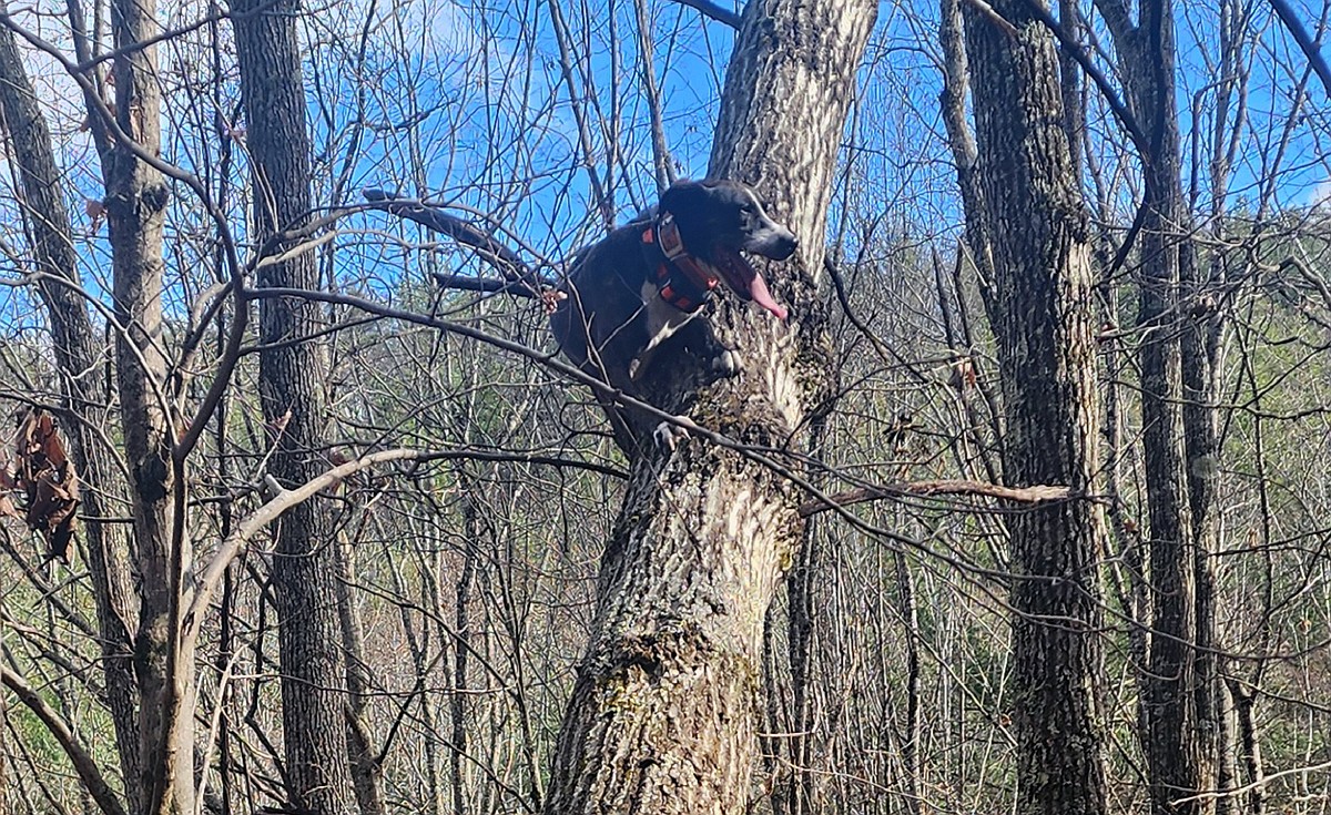 Case: Tree dogs, hot water heaters and the first week of deer season