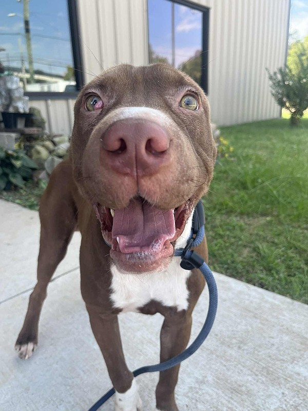 PET OF THE WEEK | Henry | Texarkana Gazette