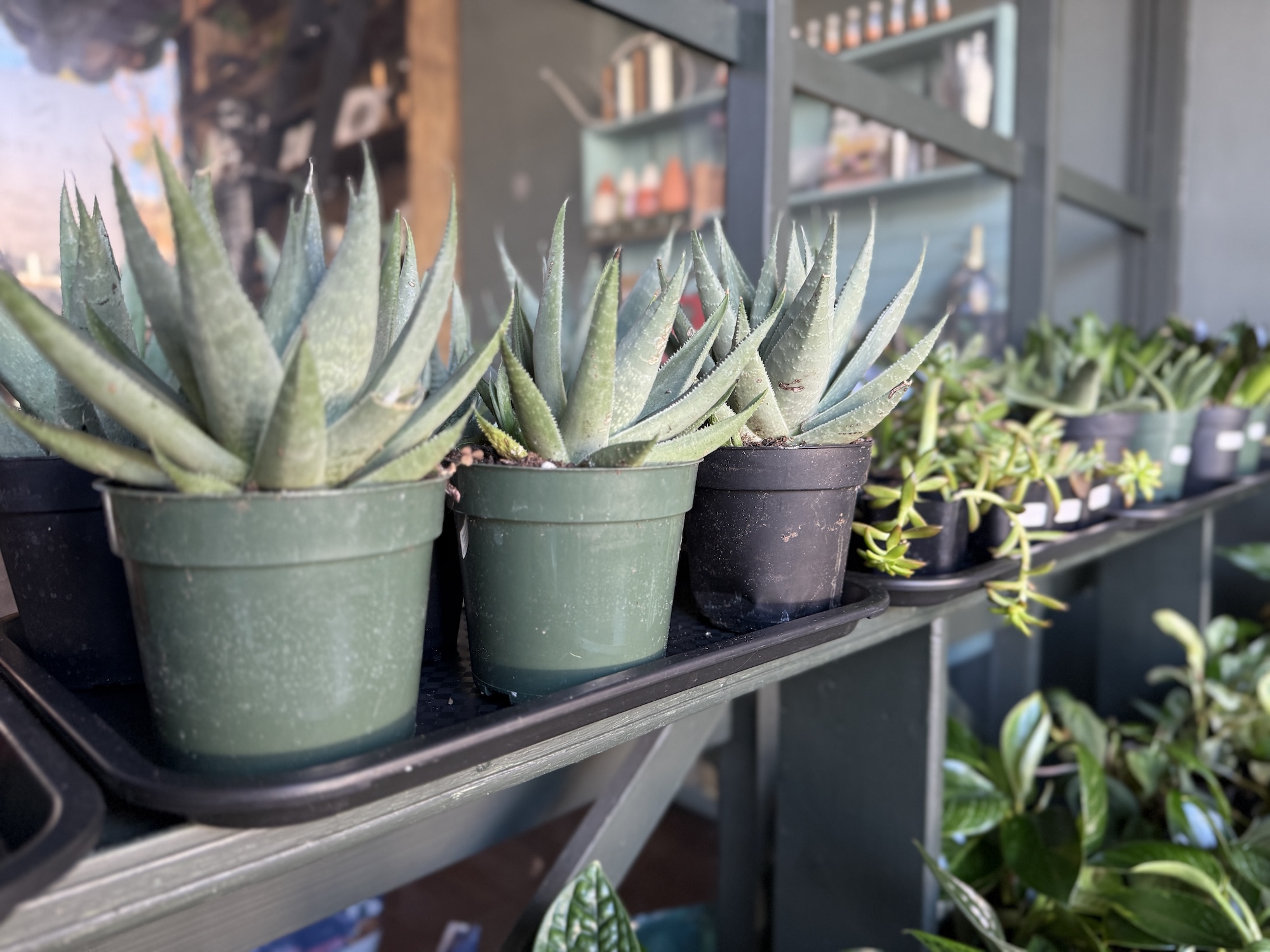 Staff photo by Sam Still / Pots of Haworthia savanna succulents sit out at North Shore shop Verre Noir.