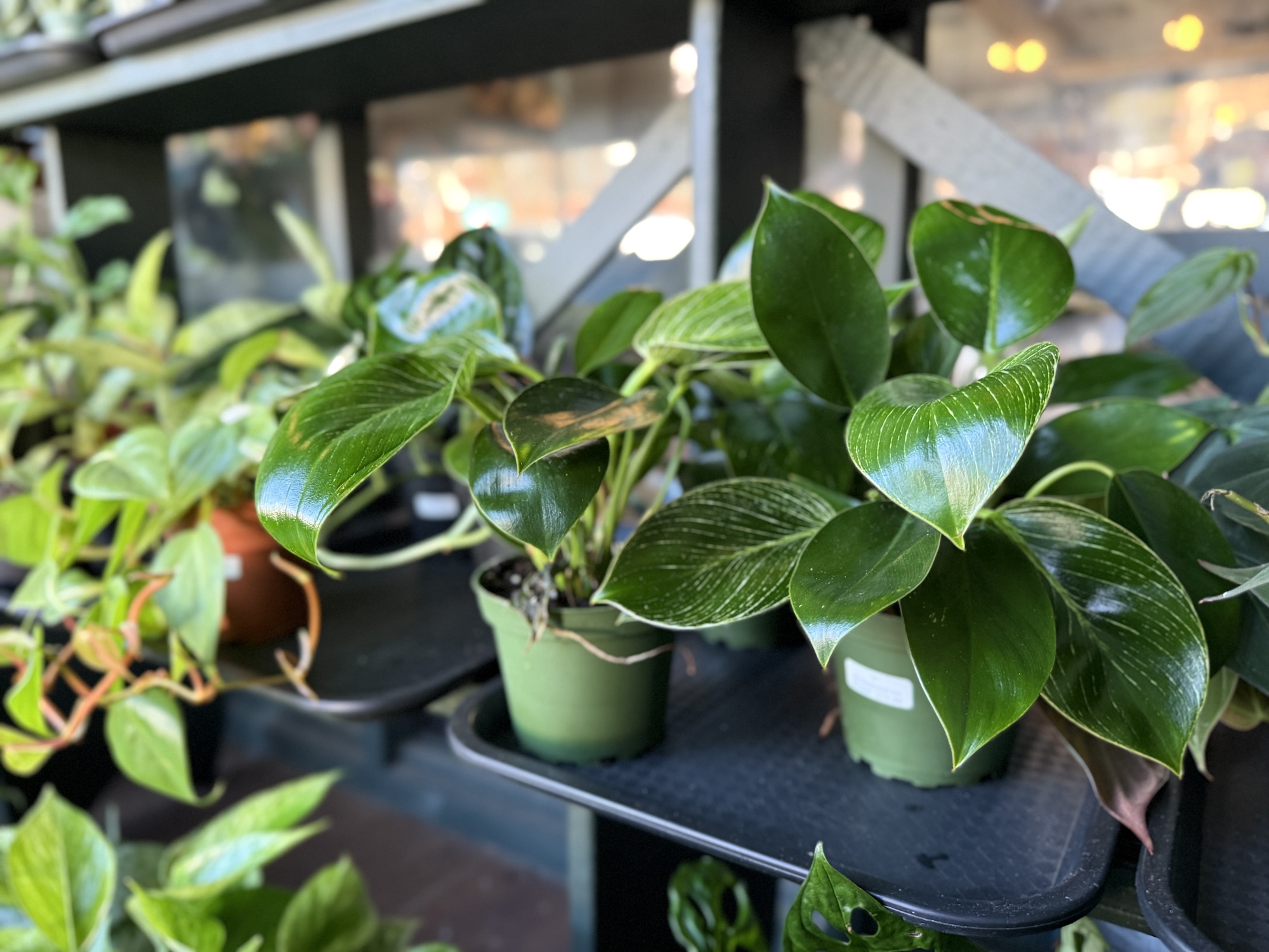 Staff photo by Sam Still / Pots of philodendron birkin plants sit on a shelf at Verre Noir.
