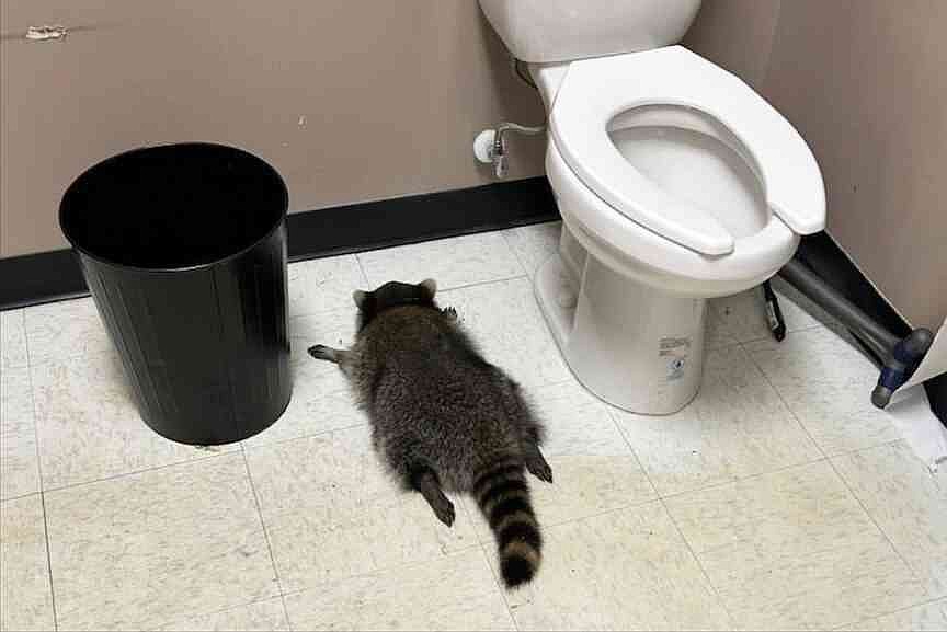 Drunk raccoon goes on rampage in Virginia liquor store | Jefferson City ...
