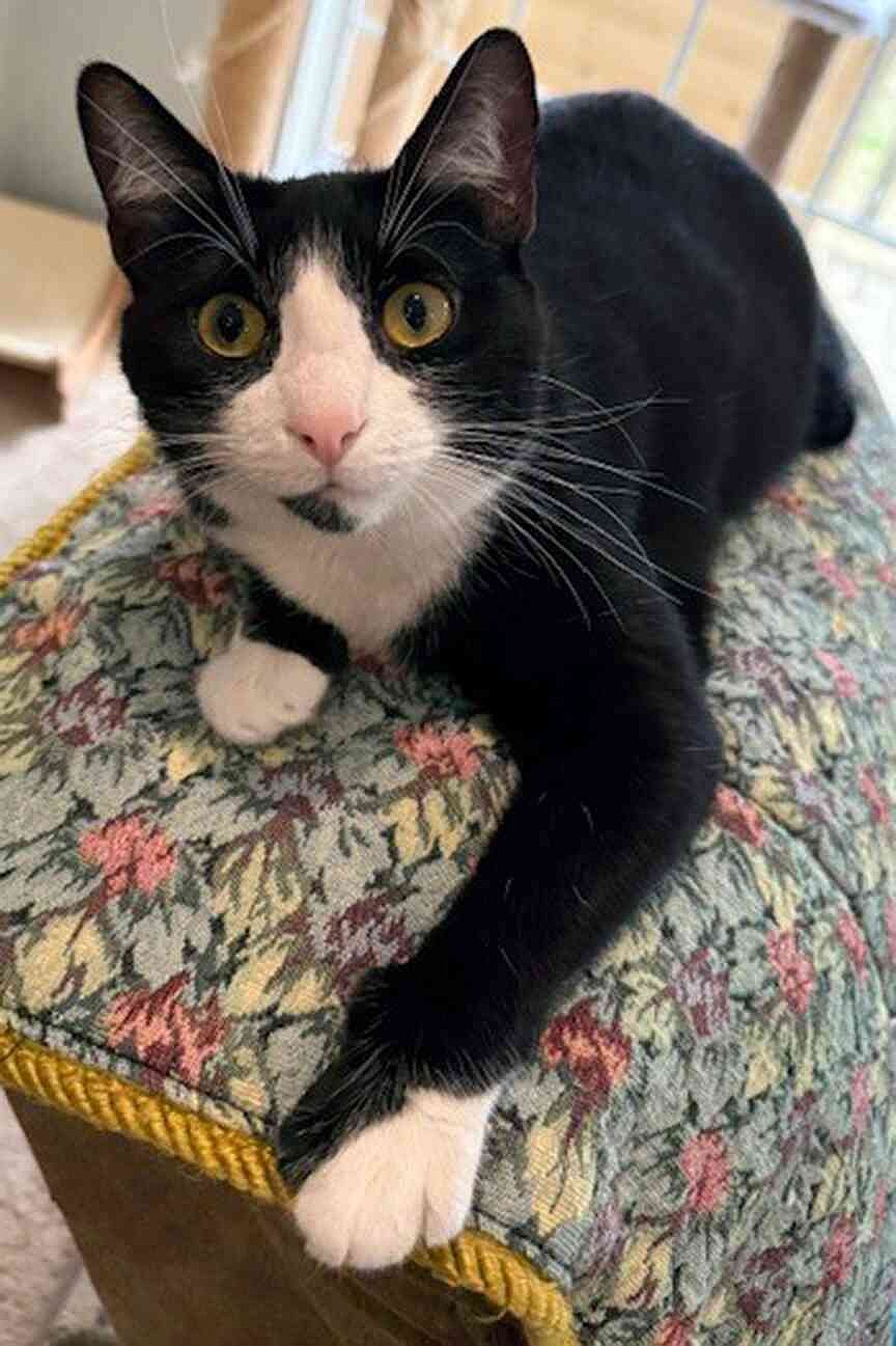 PET OF THE WEEK | Paisley