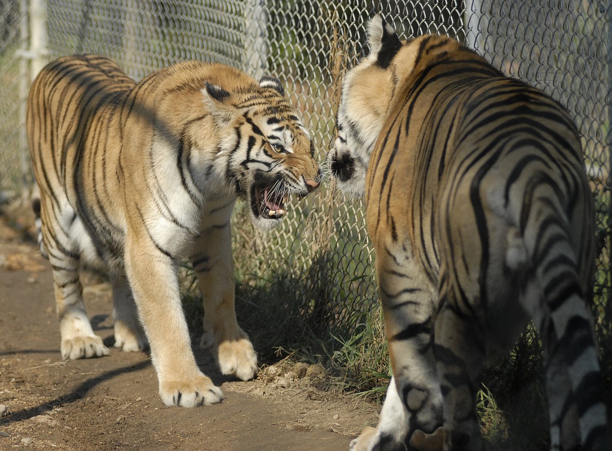 Alabama’s Tigers for Tomorrow celebrates 20th anniversary