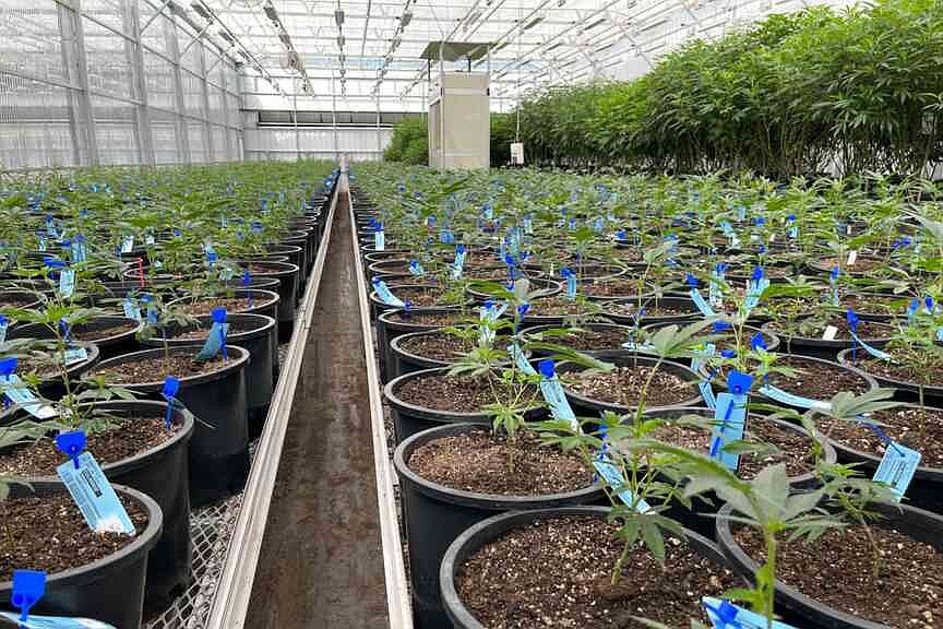 Missouri cannabis growers fined for breaking ‘immaculate conception’ rule