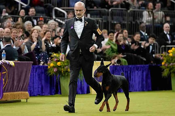 Penny the Doberman pinscher wins Westminster dog show | Texarkana