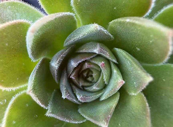 Bring the desert's warmth indoors this winter with big, bold