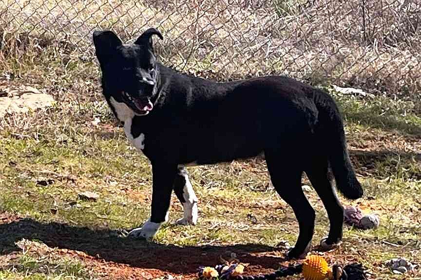 PET OF THE WEEK | Roxie