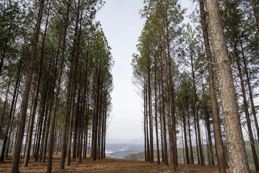 Staff Photo by Seth Carpenter / The Tennessee River is seen through trees in the River Gorge Ranch housing development in Marion County.