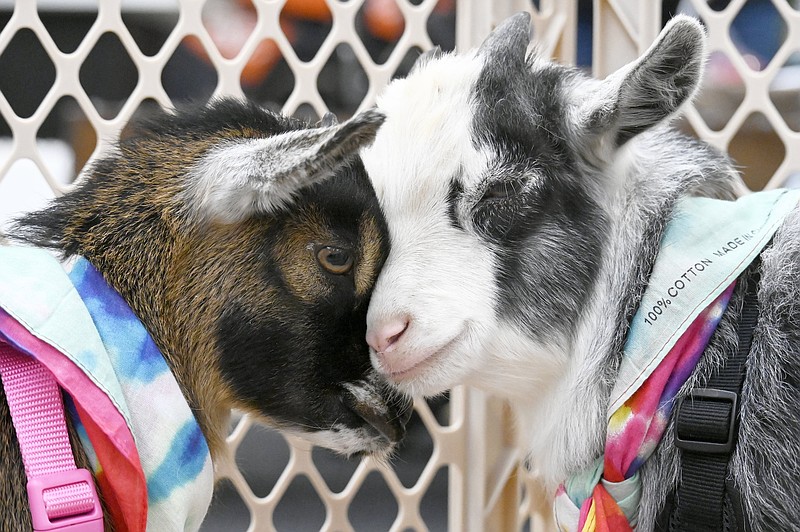 Staff file photo / Titan and Cyrus the pigmy goats enjoy their time at the Tri-State Home Show to show off the durability of Direct Flooring on Feb. 7, 2025. This year's home show will be from 10 a.m.-7 p.m. Friday-Saturday at the Chattanooga Convention Center, 1 Carter St.