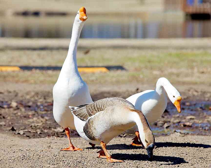 Duck and cover: Arkansas urges keeping distance from waterfowl, other wild birds amid 9 cases of avian flu