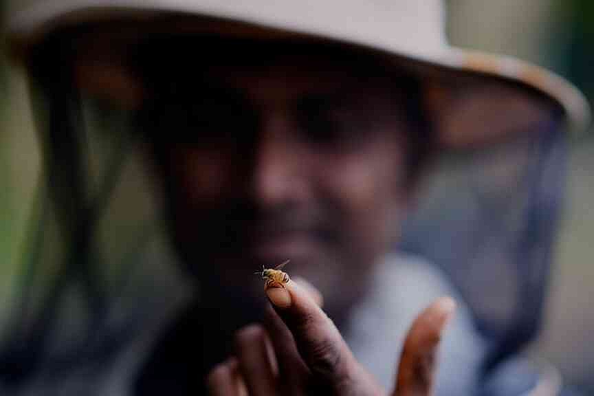 India’s migratory beekeepers, their hives follow the flowers