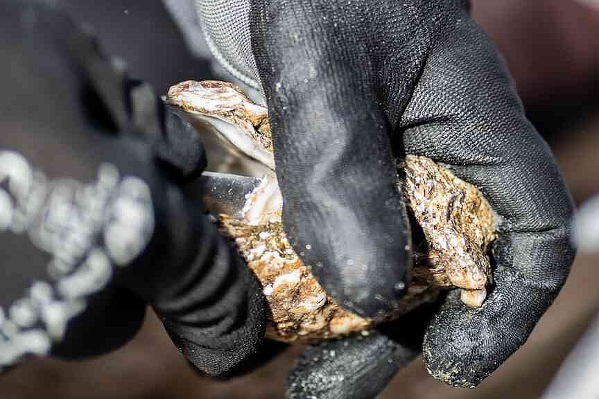 Maryland oyster industry reflects on low demand, challenging season