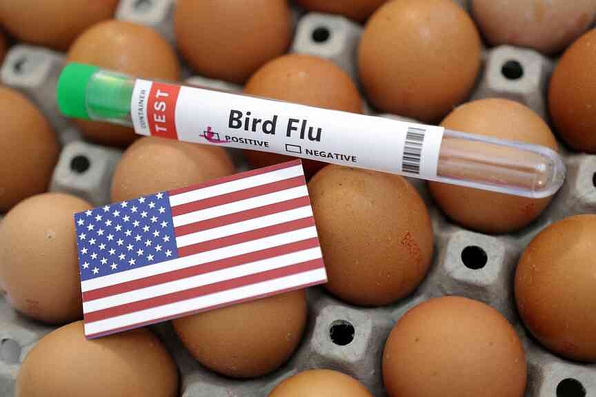 Bird flu devastates 7.4 million Pennsylvania chickens in past month