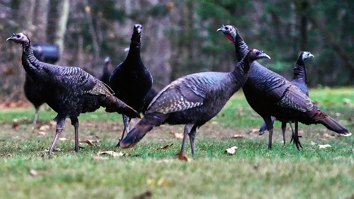 Case: Missing the turkey hunting (and hunters) from way back when