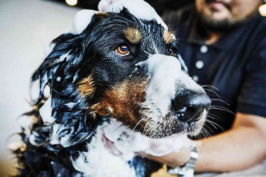 A $1,000 Dog Grooming Session? The Pet Wellness Industry Is Booming.