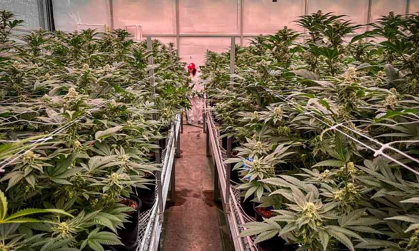 Missouri panel approves new cannabis rules, drops ban tied to revoked licenses