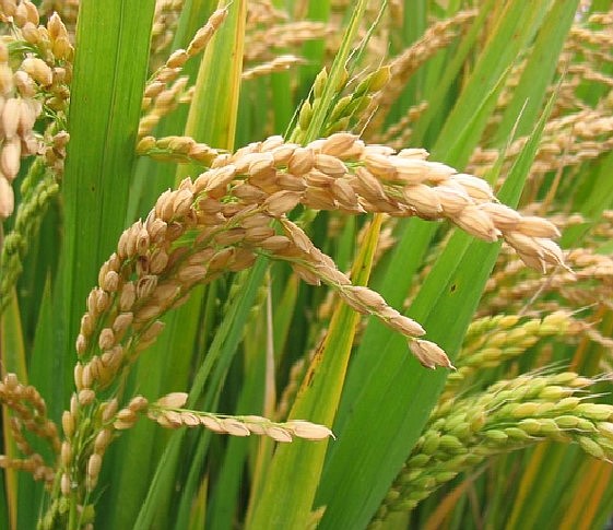 Arkansas rice farmers expect 24 percent drop in acres planted this year ...