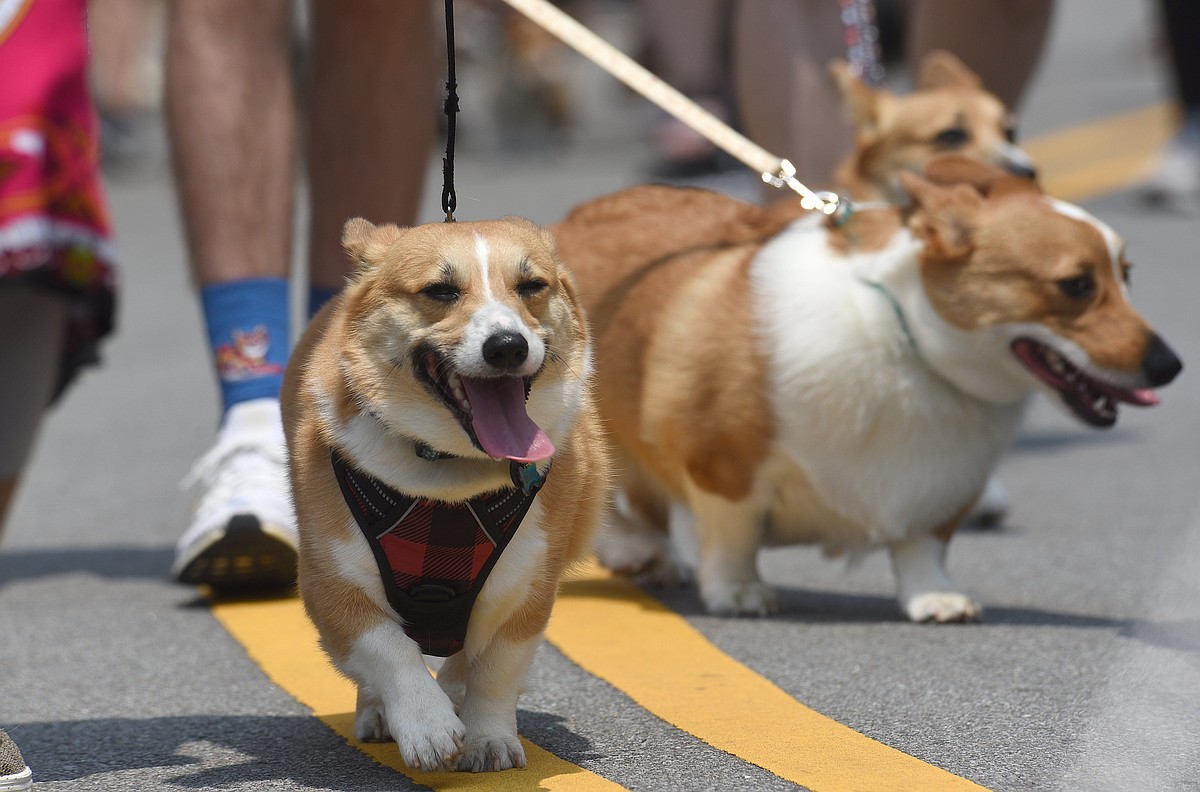 Things to do in the Chattanooga area this weekend include garden expo, festivals for outdoors, wine, peach cobbler