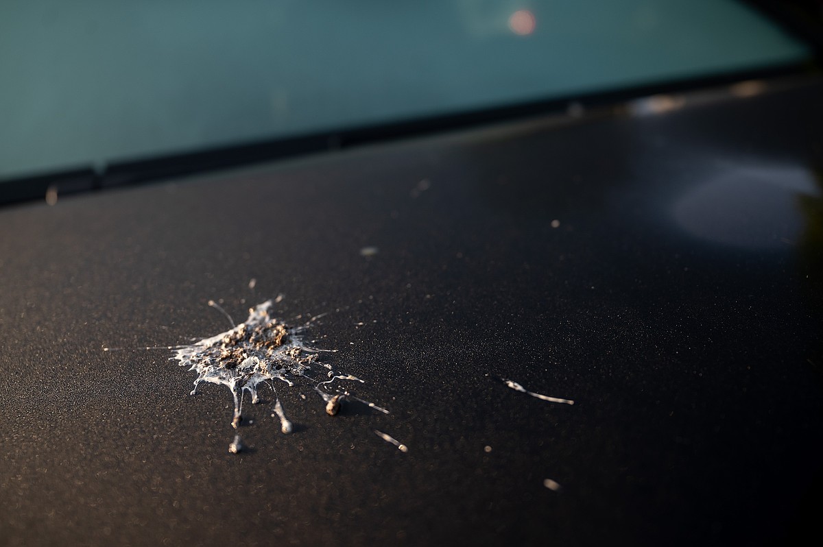 Community Voice: Tennessee histoplasmosis outbreak shows a bigger problem