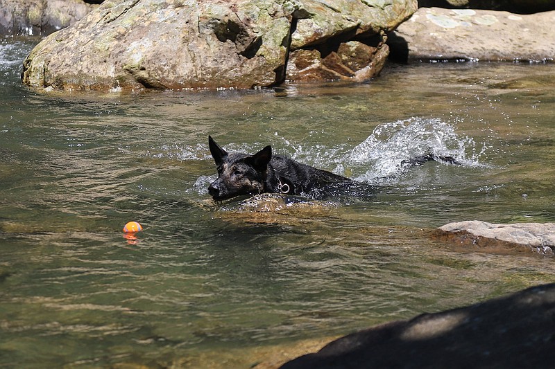 Staff file photo / A dog swims after a ball at Suck Creek. While the popular Blue Hole at North Chickamauga Creek Gorge State Park is closed for about a year, there are still plenty of Chattanooga area spots to swim at this summer.
