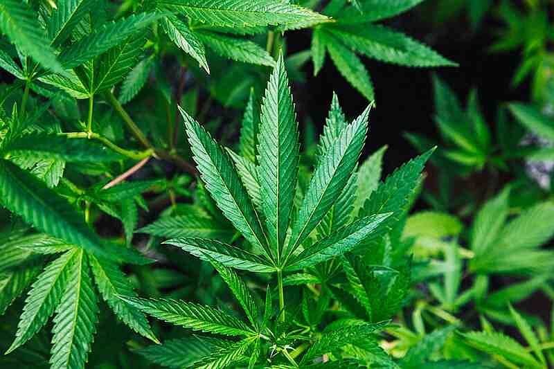 The surprising ways cannabis may affect the aging brain