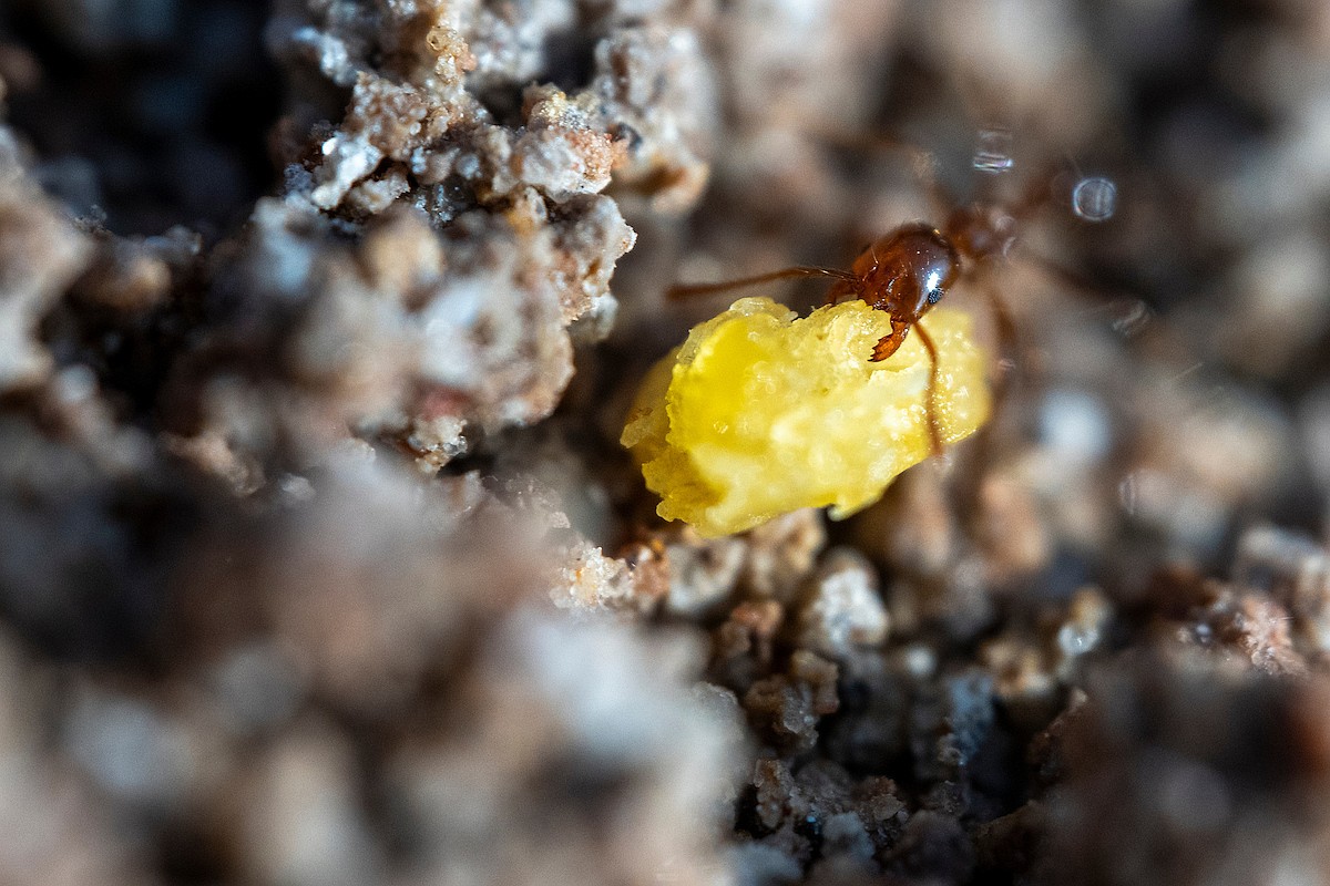 Controlling fire ants a matter of timing, treatment methods, Extension agent says
