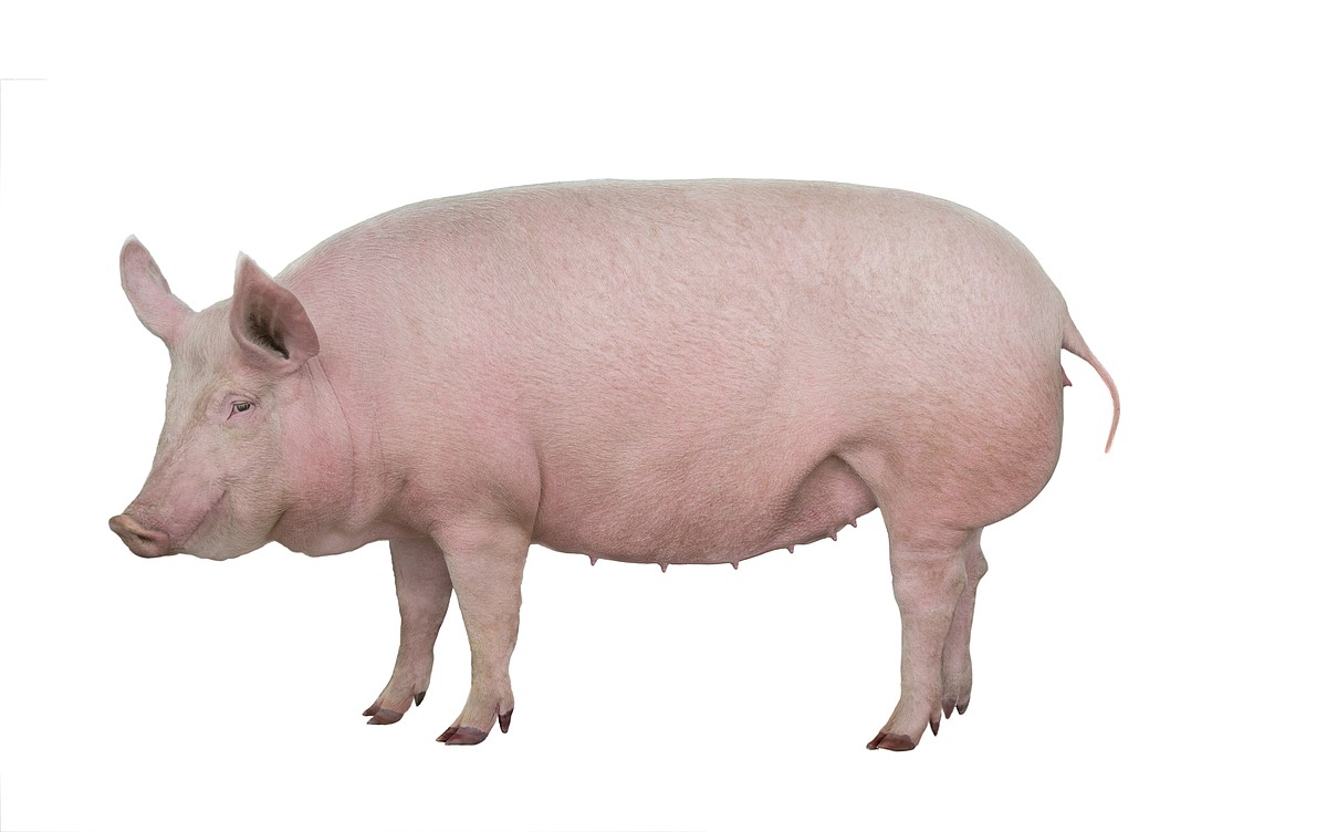 Free Press Opinion: Feeding the government pig once again