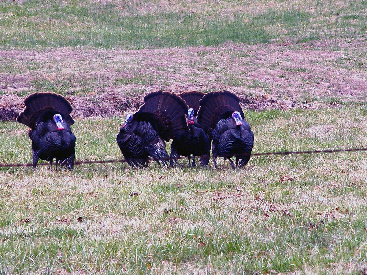 Case: Hunters baiting for turkeys is foul play that’s fair to no one