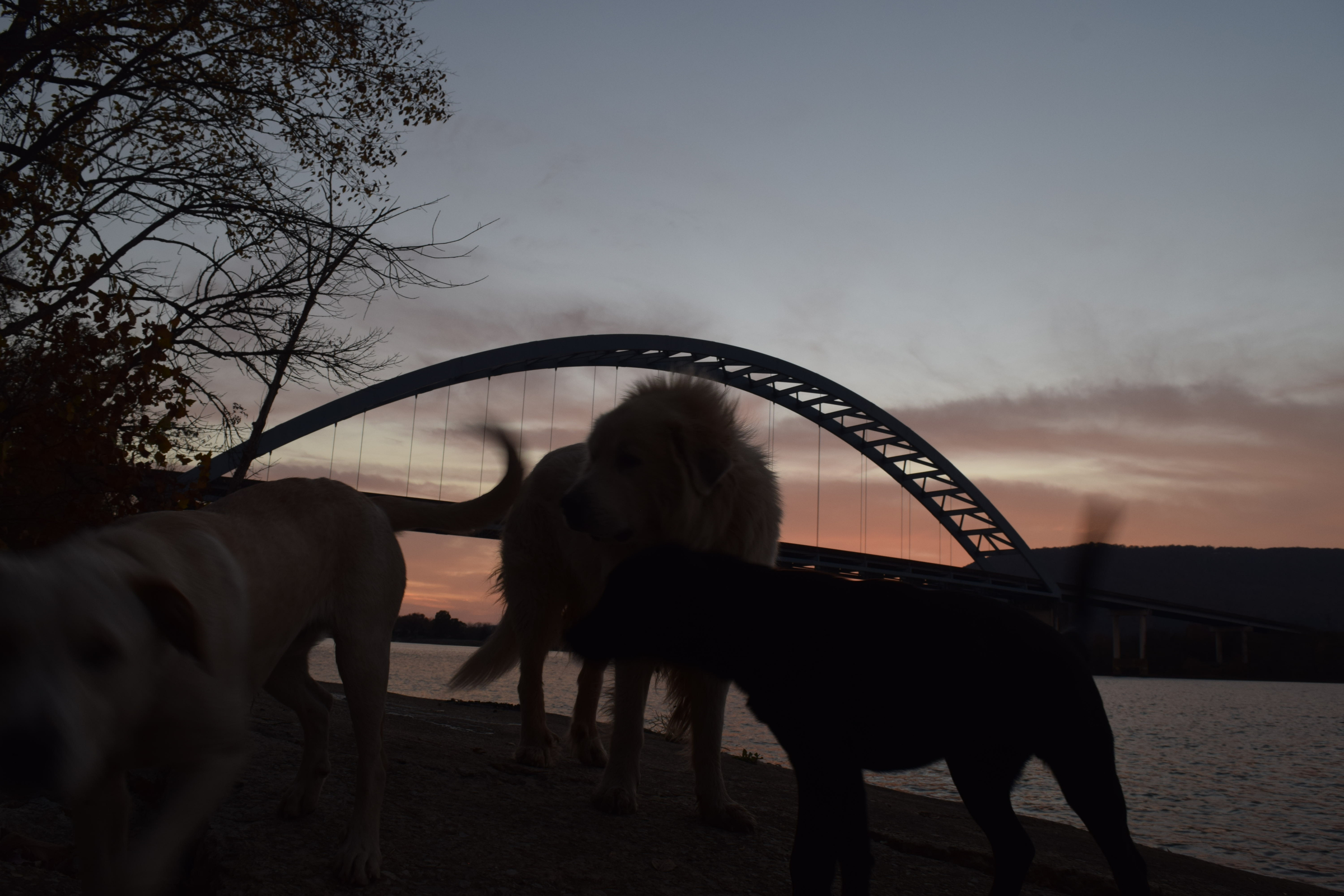 Staff file Photo / A young black Labrador dog drinks from the Tennessee River just upstream from the Shelby Rhinehart Bridge in 2016. A state inspection will temporarily force lane closures on the bridge June 1-5, affecting drivers between South Pittsburg and New Hope. The bridge was built in 1981 to replace the South Pittsburg ferry.