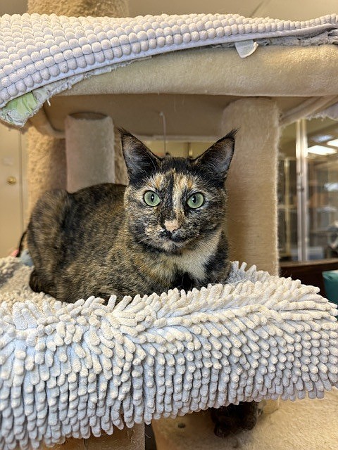 PET OF THE WEEK | Mouse