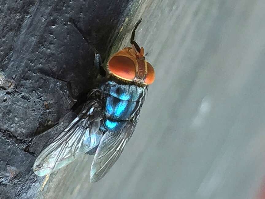Screwworm fly detected in Texas decades after cattle threat was largely eradicated in U.S.