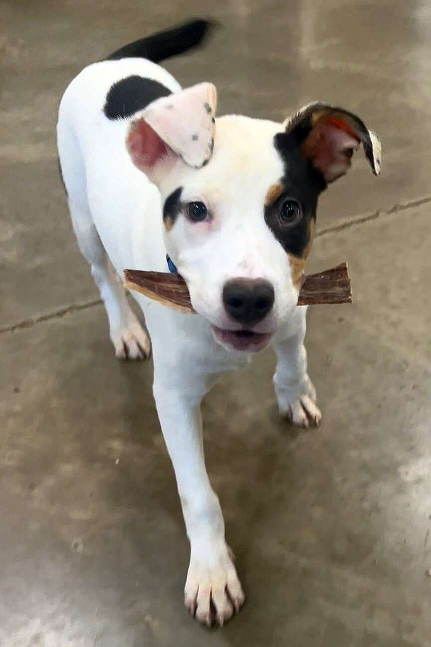 PET OF THE WEEK | Glory