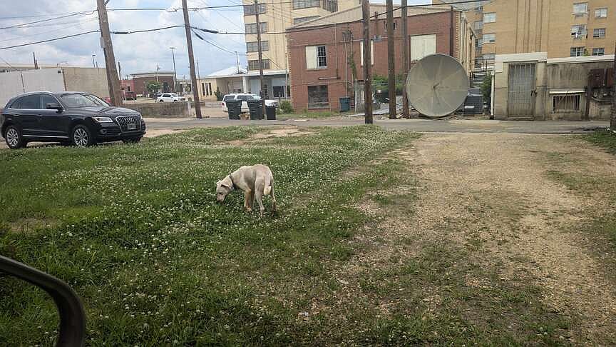 CCAPS volunteer gets attacked by dogs