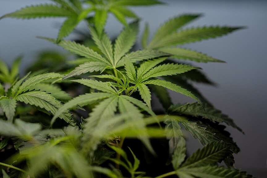 WASHINGTON -- The Supreme Court ruled Thursday against a broad federal ban on gun ownership by marijuana users, the latest in a line of firearm cases from a court that has expanded gun rights.