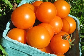 クロムハーツTOMATO-A Five tomato superstars for a mouthwatering summer harvest