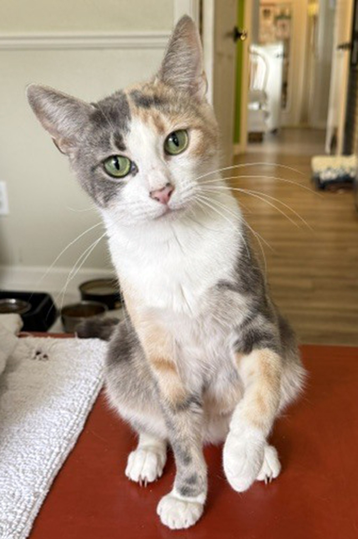 PET OF THE WEEK | Cami