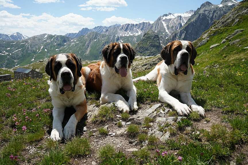 St. Bernard dogs still roam the Swiss Alps as part of this 'living