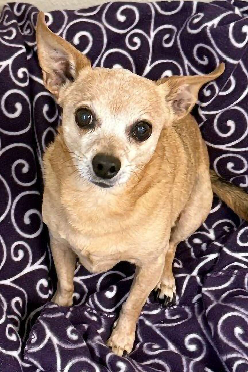 PET OF THE WEEK | Peanut