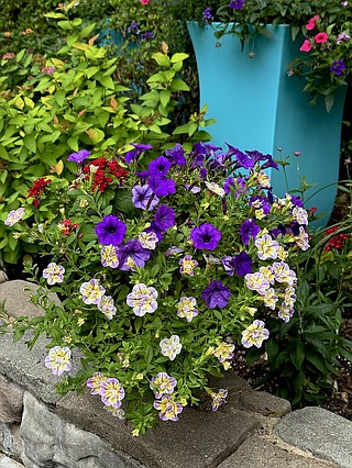 On Gardening: Let the good times roll with Superbells Double Mardi