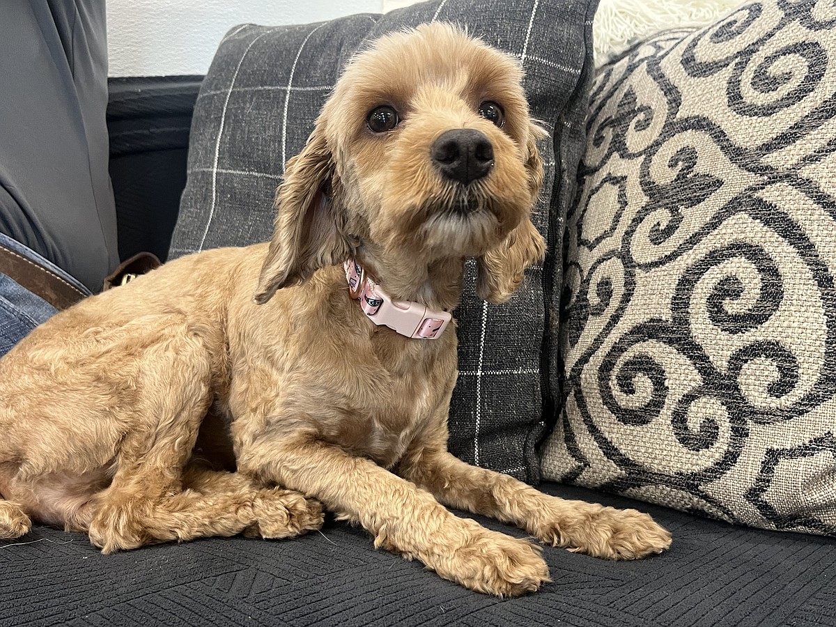 PET OF THE WEEK | Gracie