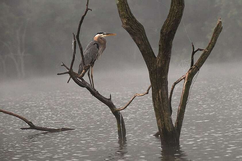 Some birdwatchers have their feathers ruffled about a new permit required by the Arkansas Game and Fish Commission.