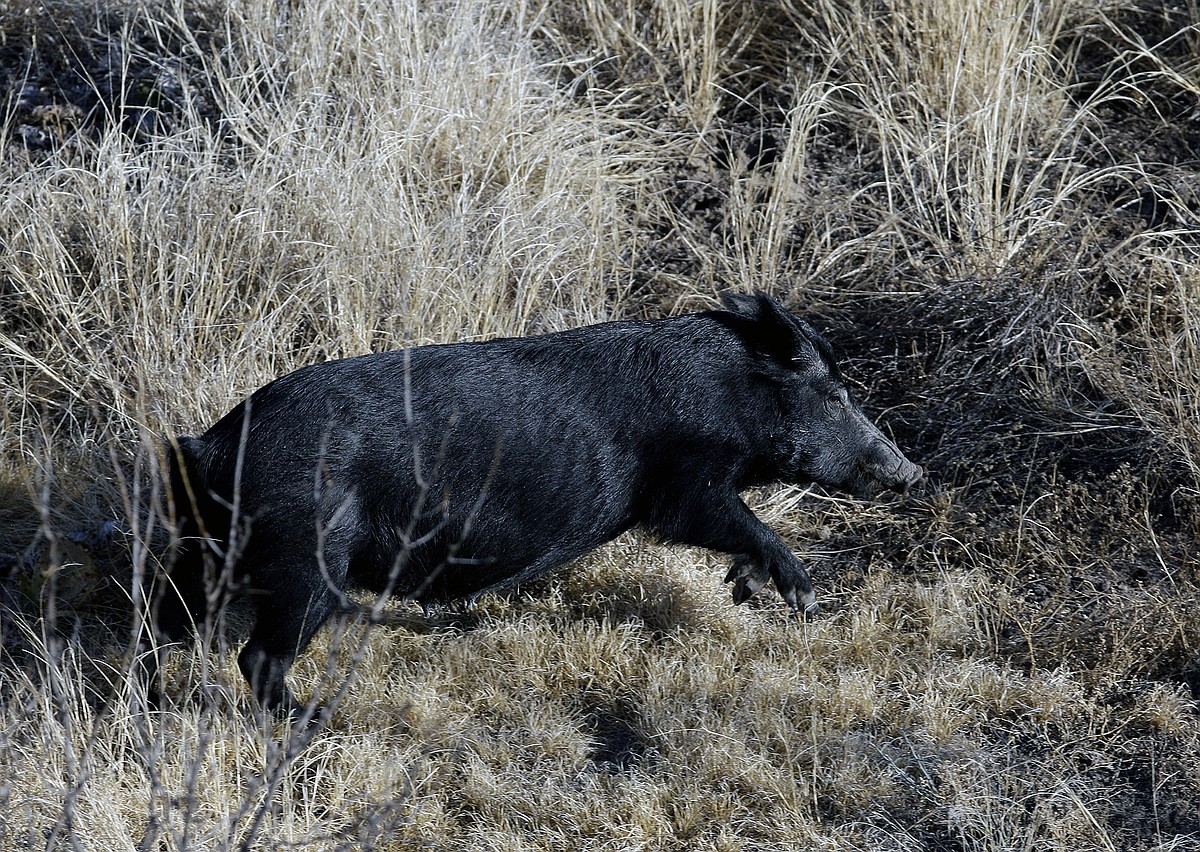 Case: Varmints allow hunters to live high on the hog in summertime