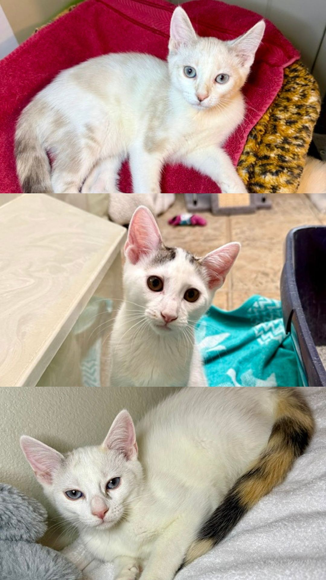 PETS OF THE WEEK