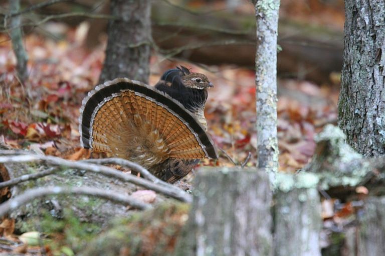 Case: There just aren’t enough old friends and grouse hunters