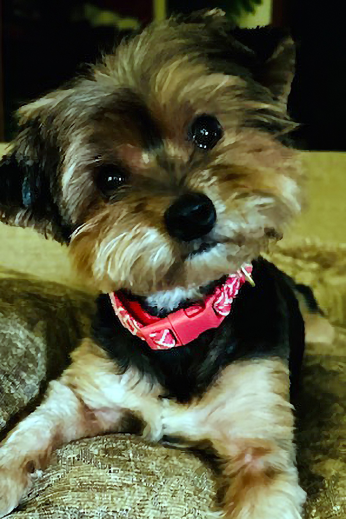 PET OF THE WEEK